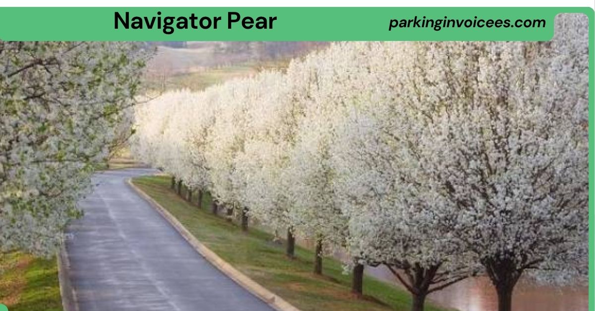 Navigator Pear